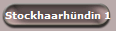 Stockhaarhndin 1